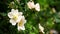 Rain falling on White Wild Rose flowers - Close up