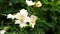 Rain falling on White Wild Rose flowers - Close up