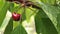 Rain falls on a red ripe cherry hanging on a tree branch.