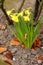 RAIN FALS ON DAFFODILS FLOWERS IN KASTRUP DENMARK