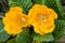 Rain Filled Yellow Primroses in the Garden