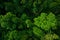 Rain forest from air near Kuranda, Queensland, Australia