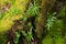 Rain forest background with green mosses and fern