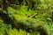 Rain forest background with green mosses and fern