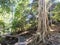 Rain forest boardwalk, Christmas Island, Australia