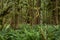 Rain Forest, Cathedral Grove, Vancouver Island, Canada