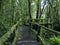 Rain forest at Doi intanon Chiang Mai