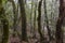 Rain forest at Garajonay park. La Gomera, Canary Islands.