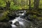 Rain Forest Pacific North West Waterfall Creek