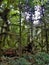 Rain forest, Pacific Rim Nat. Park, Tofino, Canada