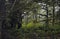 Rain forest, Pacific Rim Nat. Park, Tofino, Canada