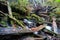 Rain Forest Stream Fallen Logs Woods Jungle