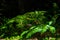 Rain Forest Sword Ferns