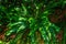 Rain Forest Sword Ferns