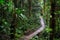 Rain forest trail in the Amazon rainforest