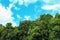 Rain forest tropic landscape under sunlight in the summer with blue sky background