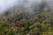 Rain forest of Trus Madi mountain in Sabah.