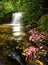 Rain Forest Waterfall and Flowers