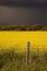 Rain front approaching Saskatchewan canola crop