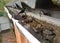 Rain Gutter Cleaning from Leaves and Dirt. Roof Gutter Drainage Cleaning Tips. Clean Your Gutters Before They Clean Out Your