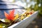 Rain gutter full of autumn leaves