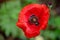 After the rain, hoverfly collecting pollen from wild poppy flowers