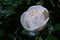 Rain-Kissed Elegance: White Rose in the Garden