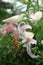 Rain-kissed Oriental Lilies blush in summer garden