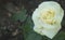 Rain Kissed White Rose