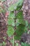 Rain Laden Rose Branch After an Rain Shower