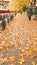 Rain leaves trees in Ioannina city greece winter