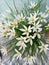 Rain lillies in full bloom