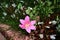 Rain Lily or Fairy Lily. Flowers in the garden.