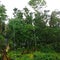 Rain line fall above tree in jungle