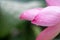 After the rain, the lotus with water drops on the green lotus leaves