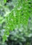 Rain on moringa drumstick leaves