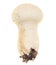 Rain mushroom isolated on white background