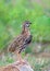 Rain Quail or Coturnix coromandelica.