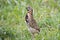 Rain Quail Coturnix coromandelica Birds of Thailand