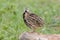 Rain Quail Coturnix coromandelica Male Birds of Thailand