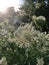 After the Rain: Queen Anne`s Lace backlit