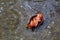 Rain, Rainy weather concept. Rain stock photo. Yellowed autumn leaf floats in a wooden boat in a puddle during the falling rain