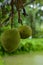 Rain\'s Bounty: Drenched Jackfruit Swinging in the Rain