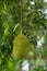 Rain\'s Bounty: Drenched Jackfruit Swinging in the Rain