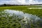 Rain saturated fields and high water table