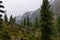 Rain in a Siberian mountain woodlands