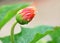 Rain soaked booming gerbera