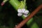 Rain soaked Nicotiana flower against the stalk of a Castor Bean plan