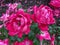 Rain Soaked Pair of Red Roses