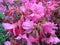 Rain Soaked Pink Azalea Flowers